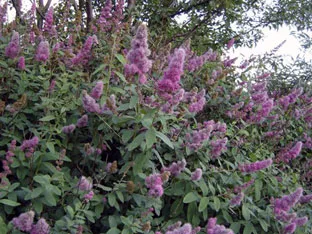 Spirea храст - засаждане и грижи, спирея снимка, видове и сортове Spirea Spiraea японика, vangutta, сив (възпроизвеждане) Spirea храст - засаждане и грижи, спирея снимка, видове и сортове Spirea Spiraea японика, vangutta, сив