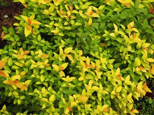 Spirea храст - засаждане и грижи, спирея снимка, видове и сортове Spirea Spiraea японика, vangutta, сив (разнообразие) Spirea храст - засаждане и грижи, спирея снимка, видове и сортове Spirea Spiraea японика, vangutta, сив