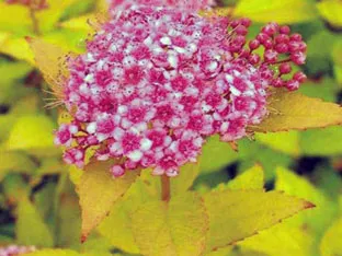 Spirea храст - засаждане и грижи, спирея снимка, видове и сортове Spirea Spiraea японика, vangutta, сив (Spirea сяра) Spirea храст - засаждане и грижи, спирея снимка, видове и сортове Spirea Spiraea японика, vangutta, сив