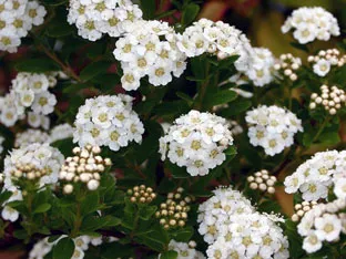 Spirea храст - засаждане и грижи, спирея снимка, видове и сортове Spirea Spiraea японика, vangutta, сив (засаждане) Spirea храст - засаждане и грижи, спирея снимка, видове и сортове Spirea Spiraea японика, vangutta, сив