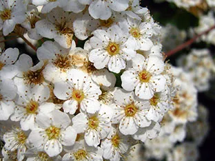 Spirea храст - засаждане и грижи, спирея снимка, видове и сортове Spirea Spiraea японика, vangutta, сив (възпроизвеждане) Spirea храст - засаждане и грижи, спирея снимка, видове и сортове Spirea Spiraea японика, vangutta, сив