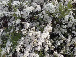 Spirea храст - засаждане и грижи, спирея снимка, видове и сортове Spirea Spiraea японика, vangutta, сив (грижи) Spirea храст - засаждане и грижи, спирея снимка, видове и сортове Spirea Spiraea японика, vangutta, сив