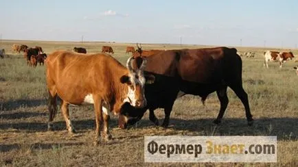 Говеда месо породи характеристики и условия за отглеждане на биволи и крави за месо