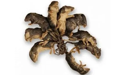Rat King, мистериите на света