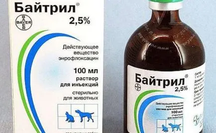 Кокошки, пилета