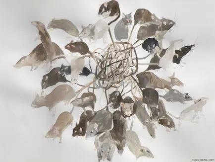 Rat King съществува!