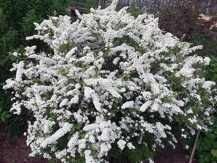 Spirea храст - засаждане и грижи, спирея снимка, видове и сортове Spirea Spiraea японика, vangutta, сив (Spiraea японика) Spirea храст - засаждане и грижи, спирея снимка, видове и сортове Spirea Spiraea японика, vangutta, сив