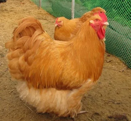 Пилета Orpington порода характеристики, отзиви, снимки и видео за преглед