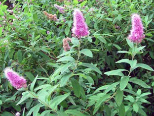 Spirea храст - засаждане и грижи, спирея снимка, видове и сортове Spirea Spiraea японика, vangutta, сив (снимка) Spirea храст - засаждане и грижи, спирея снимка, видове и сортове Spirea Spiraea японика, vangutta, сив