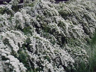 Spirea храст - засаждане и грижи, спирея снимка, видове и сортове Spirea Spiraea японика, vangutta, сив (Spirea сяра) Spirea храст - засаждане и грижи, спирея снимка, видове и сортове Spirea Spiraea японика, vangutta, сив