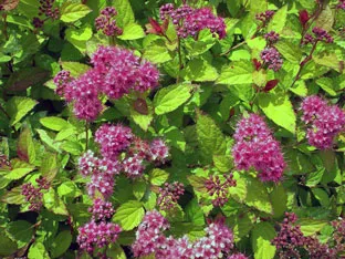 Spirea храст - засаждане и грижи, спирея снимка, видове и сортове Spirea Spiraea японика, vangutta, сив (видове) Spirea храст - засаждане и грижи, спирея снимка, видове и сортове Spirea Spiraea японика, vangutta, сив