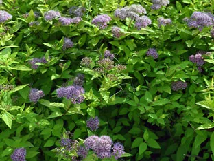 Spirea храст - засаждане и грижи, спирея снимка, видове и сортове Spirea Spiraea японика, vangutta, сив (Spirea сяра) Spirea храст - засаждане и грижи, спирея снимка, видове и сортове Spirea Spiraea японика, vangutta, сив