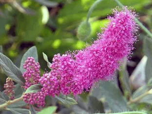 Spirea храст - засаждане и грижи, спирея снимка, видове и сортове Spirea Spiraea японика, vangutta, сив (снимка) Spirea храст - засаждане и грижи, спирея снимка, видове и сортове Spirea Spiraea японика, vangutta, сив