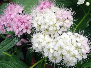 Spirea храст - засаждане и грижи, спирея снимка, видове и сортове Spirea Spiraea японика, vangutta, сив (разнообразие) Spirea храст - засаждане и грижи, спирея снимка, видове и сортове Spirea Spiraea японика, vangutta, сив
