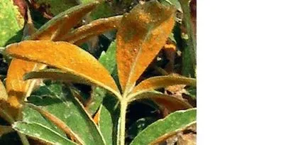 Cinquefoil храст засаждане, отглеждане, грижи, снимка, изберете (оттегляне) Cinquefoil храст засаждане, отглеждане, грижи, снимка, изберете