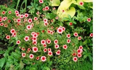 Cinquefoil храст засаждане, отглеждане, грижа, снимка, изберете (площадката) Cinquefoil храст засаждане, отглеждане, грижи, снимка, изберете