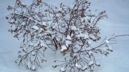Bloodroot, засаждане и грижи