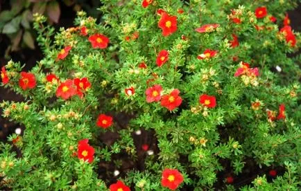 Cinquefoil храст засаждане, отглеждане, грижи, снимка, изберете (рецепти) Cinquefoil храст засаждане, отглеждане, грижи, снимка, изберете
