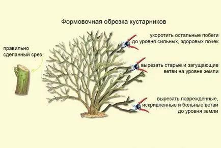 Cinquefoil храст - грижи и отглеждане, засаждане, поливане и размножаване
