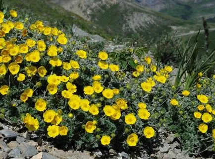 Cinquefoil храст - грижи и отглеждане, засаждане, поливане и размножаване
