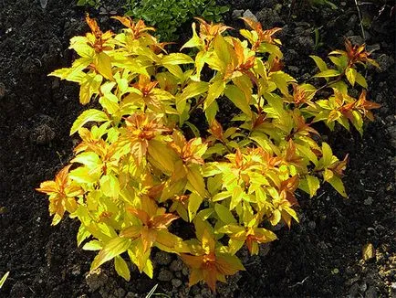 Spirea храст - засаждане и грижи, спирея снимка, видове и сортове Spirea Spiraea японика, vangutta, сив (снимка) Spirea храст - засаждане и грижи, спирея снимка, видове и сортове Spirea Spiraea японика, vangutta, сив