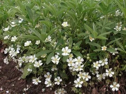 Bloodroot, засаждане и грижи