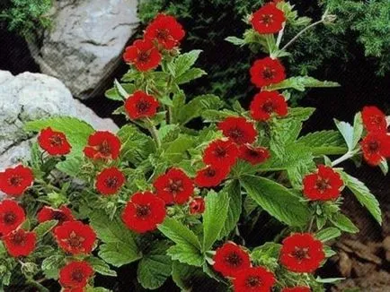 Bloodroot, засаждане и грижи