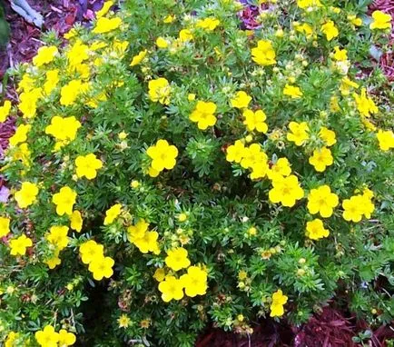 Cinquefoil храст засаждане, отглеждане, грижи, снимка, изберете (Cinquefoil) Cinquefoil храст засаждане, отглеждане, грижи, снимка, изберете