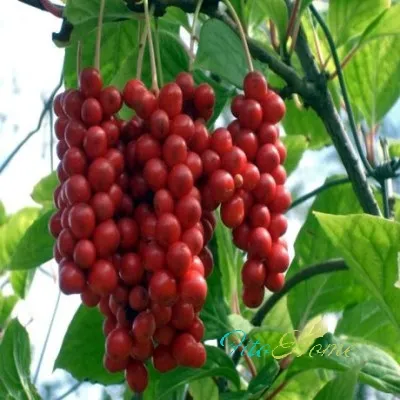 Lemongrass полезни свойства