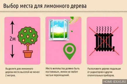 Lemon дърво грижи у дома, как да расте един лимон от костите у дома