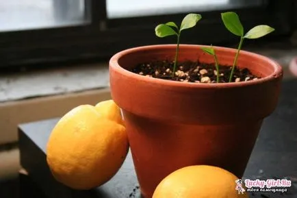 Lemon дърво как да отглеждат в дома да се грижи за едно лимоново дърво
