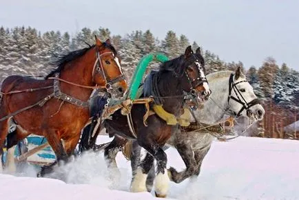 кон, тежкотоварен