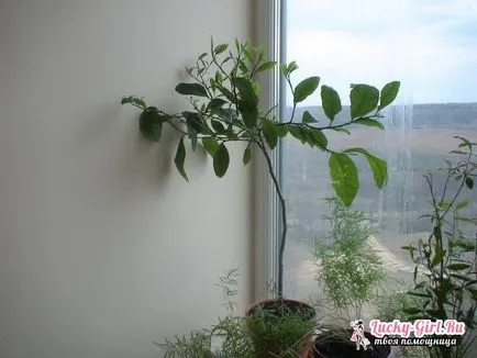 Lemon дърво как да отглеждат в дома да се грижи за едно лимоново дърво
