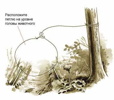 Улавянето животни капани - лов - статии за оцеляване - Киев портал оцеляване (риболов) Улавянето животни капани - лов - статии за оцеляване - Киев портал оцеляване
