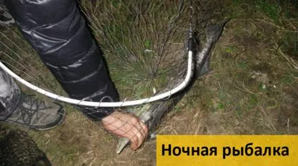 Улавянето на есетрови риби в хранилката, на стръв (през лятото, пролетта, есента)