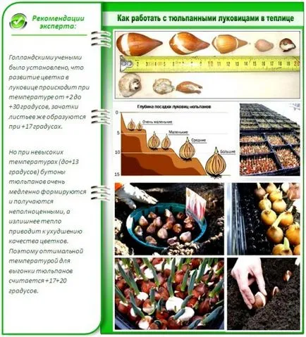 Очните лалета като режат и се съхраняват в дома, инструкции, видео и снимки