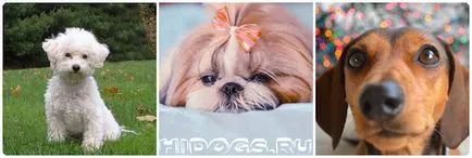 Малко куче с големи уши топ миниатюрни породи (снимка)
