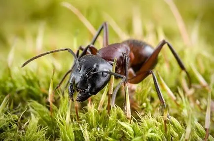 Macro за начинаещи