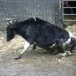 Kutya mérgezés tünete Kutya mérgezés tünete