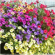 Mi a növény Petunia Mi a növény Petunia