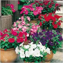 Mi a növény Petunia Mi a növény Petunia