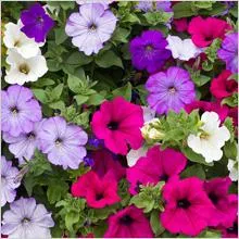 Mi a növény Petunia Mi a növény Petunia