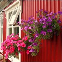 Mi a növény Petunia Mi a növény Petunia