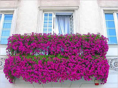 Mi a növény Petunia Mi a növény Petunia