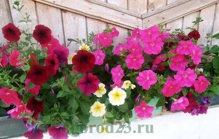 Mi a növény Petunia Mi a növény Petunia