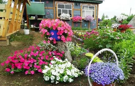 Mi a növény Petunia Mi a növény Petunia