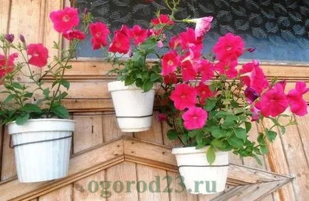 Mi a növény Petunia Mi a növény Petunia