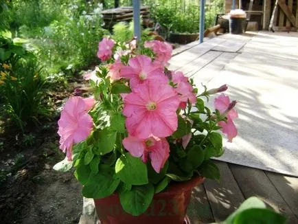 Mi a növény Petunia Mi a növény Petunia