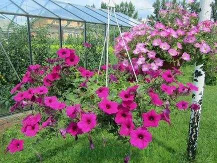 Mi a növény Petunia Mi a növény Petunia