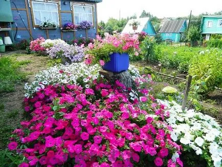 Mi a növény Petunia Mi a növény Petunia